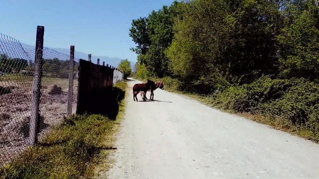 DONKEYS DANCING OR PLAYING ?! // ОСЛЫ ТАНЦУЮТ ИЛИ ИГРАЮТ ?! смотреть онлайн