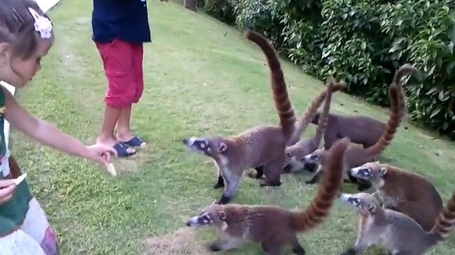 Дети кормят коати смотреть онлайн