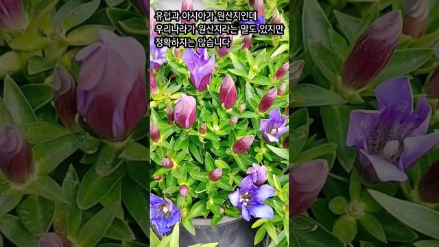용담꽃! gentian blue смотреть онлайн