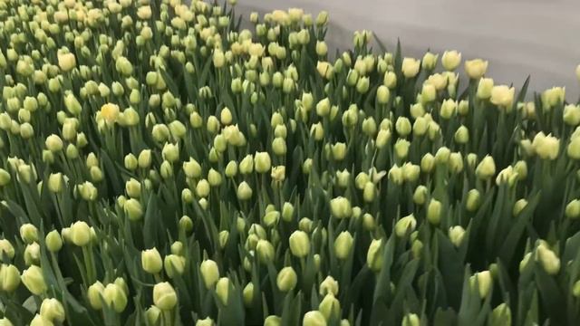 Тюльпаны на 8 марта смотреть онлайн