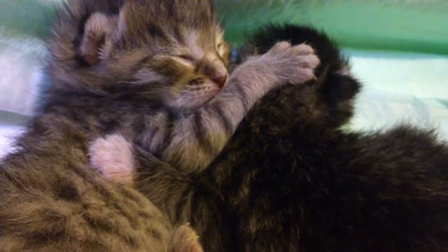 Котята новорожденные смотреть онлайн