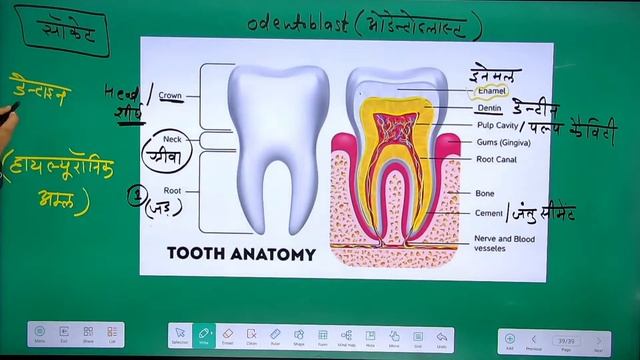 पाचन तंत्र | Digestive System | Part-3 | 1st Grade Biology | 2nd Grade Science | Lab Asst. Science смотреть онлайн