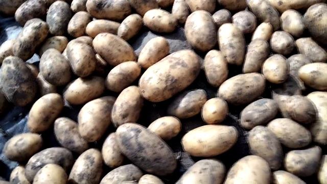 УРОЖАЙ КАРТОФЕЛЯ. СОРТА КОРОЛЕВА АННА И РЕД СКАРЛЕТ смотреть онлайн