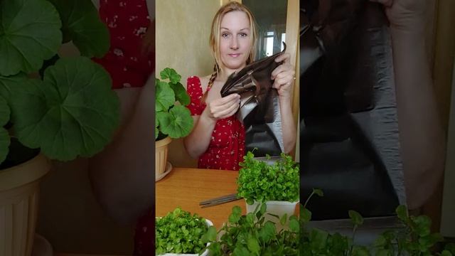 для пересадки цветов и пикировки рассады смотреть онлайн