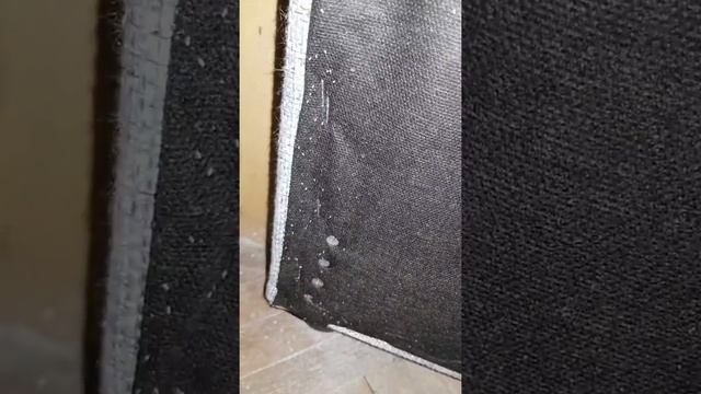 Как выглядят яйца клопов? И помогает ли дуст от клопов? смотреть онлайн