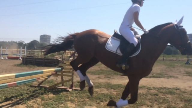 80-160 см КОНКУР, Ипподром. смотреть онлайн