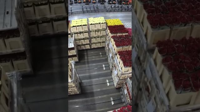 #Shorts Aalsmeer Netherlands - Flower Auction смотреть онлайн