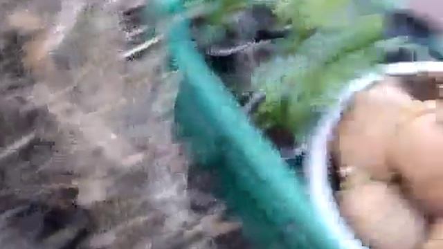 Посадка и выращивание картофеля под мульчей, соломой или сеном смотреть онлайн
