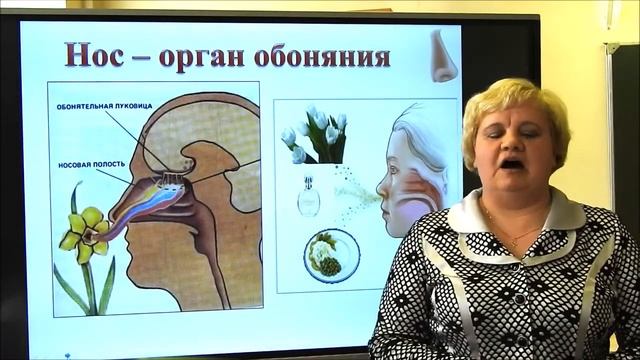 3 класс. Человек и мир. Органы слуха, обоняния, осязания, вкуса смотреть онлайн
