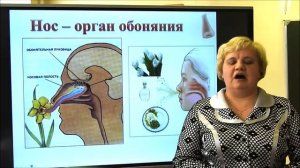 3 класс. Человек и мир. Органы слуха, обоняния, осязания, вкуса