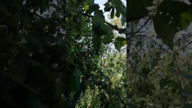 Как залетают пчёлы в ловушку. смотреть онлайн