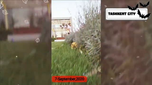 City Life, Tashkent, Music, Tashkent City