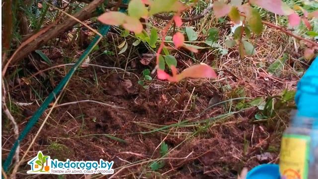 Чем подкормить голубику осенью? смотреть онлайн