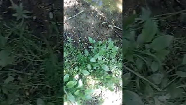 Южно-Сахалинск. Следы медведя в черте города.