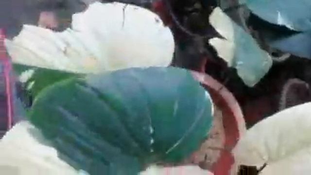 Top Rare Ornamental Plant ( Homalomena Rubescens Variegated)