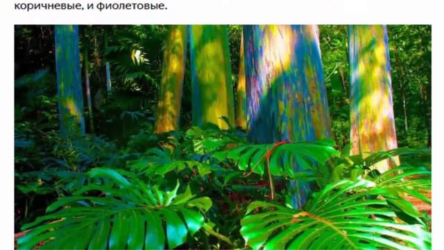 Самые удивительные растения мира смотреть онлайн