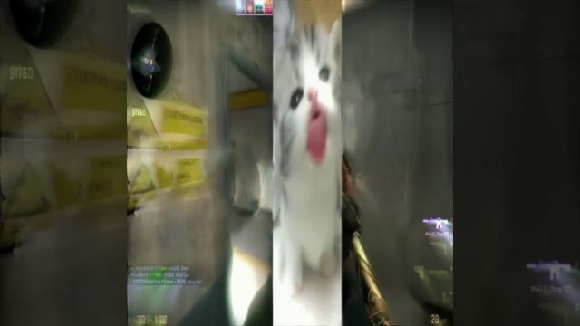 fun cat смотреть онлайн