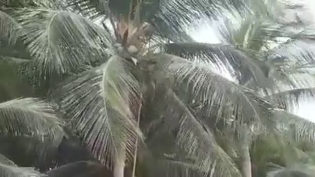 Срезают кокосы на пляже смотреть онлайн