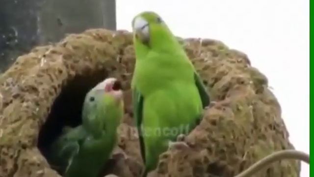 Танец попугаев (приколы про животных) смотреть онлайн