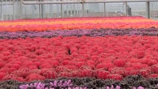 Кактусы в Нидерландах - 2 смотреть онлайн