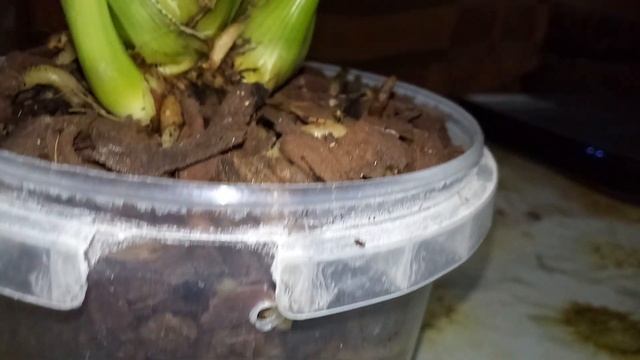 Моя новинка цимбидиум мини Rosanna Shaw, пересадка. смотреть онлайн