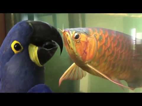 Попугаи. Самые смешные и прикольные попугаи. Прикольные попугаи! Приколы про попугаев! Топ 10