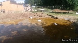 Как лечить лапку у индоутки? Про Воронеж......