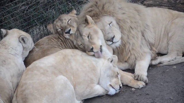 Любимая львица Чипа приревновала его к Герде ! смотреть онлайн