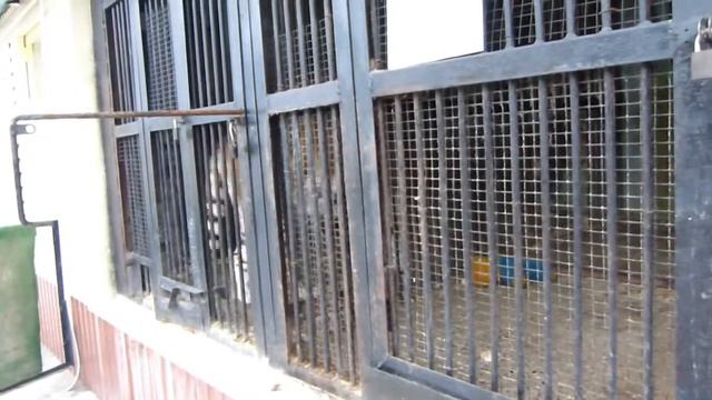 Тигр смотреть онлайн