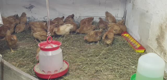 Подрощенные цыплята