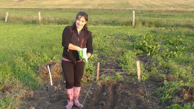 Посадка сидератов (рожь) без перекопки почвы смотреть онлайн