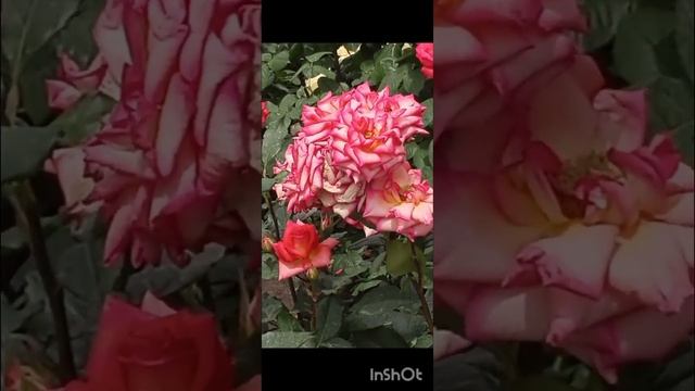 поём песни. "Ой, у вишневому саду" смотреть онлайн