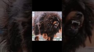 САМАЯ ДОРОГАЯ СОБАКА В МИРЕ- ТИБЕТСКИЙ МАСТИФ #собака #тибетскиймастиф #shorts