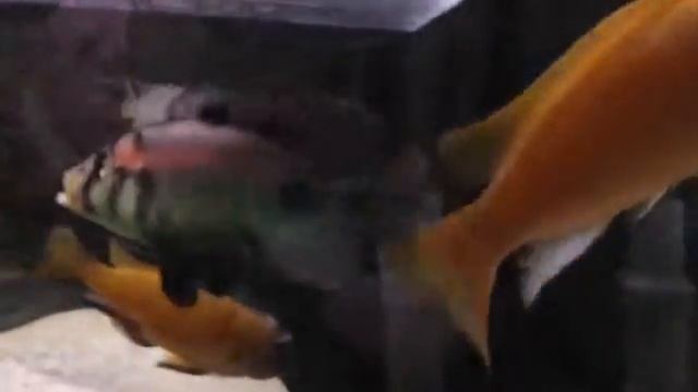 Astatotilapia aeneocolor смотреть онлайн