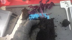 Посадка гейхер в открытый грунт...