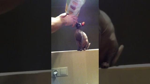 Sphynx is playing with chips / Сфинкс играет с пакетом от чипсов смотреть онлайн