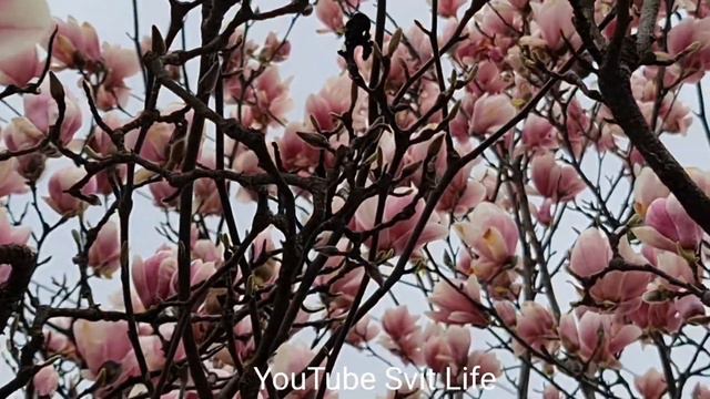 Квітнуть Магнолії в Ужгороді. Квітень 2021 року. Магнолія - найгарніше дерево саду! Цветёт Магноли смотреть онлайн
