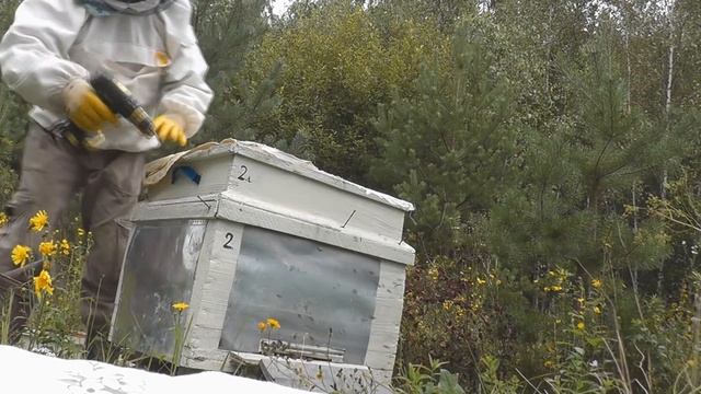 Злые пчелы 2016.