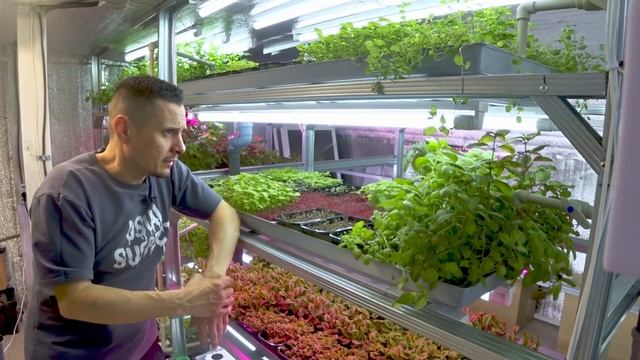 Дешёвое освещение при выращивании базилика. Последствия смотреть онлайн