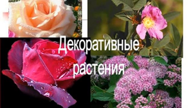 Семейство Розоцветные.AVI смотреть онлайн