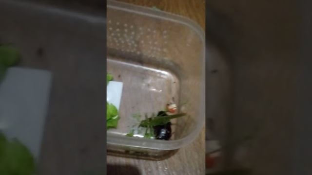 Как содержать зелёного кузнечика смотреть онлайн