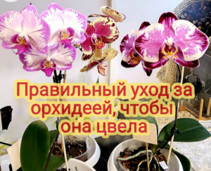 Правильный уход за орхидеей, чтобы она цвела