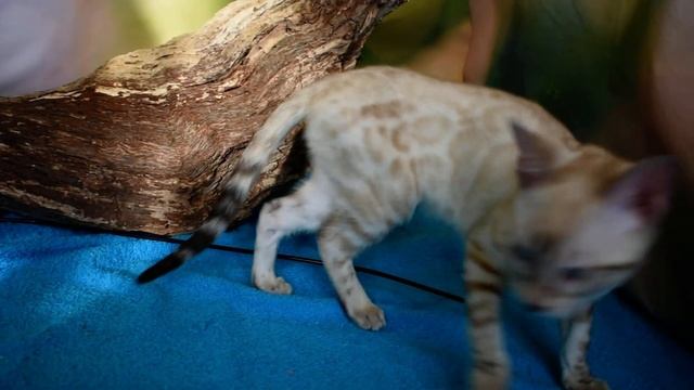 Снежная бенгальская кошка смотреть онлайн