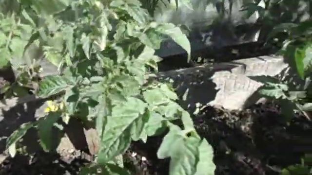 СОРТ ТОМАТА РЕНЕТ ОКАЗАЛСЯ САМЫМ МОРОЗОСТОЙКИМ. Видео Ольги Черновой 18 мая смотреть онлайн