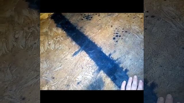 Выделка козьей шкуры ,часть заключительная! смотреть онлайн