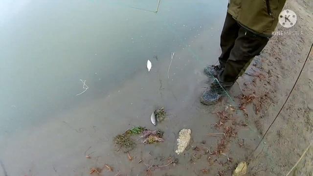 ПАУК ТРЕЩИТ ОТ РЫБЫ! Готовлю плотву на костре, на палочках. смотреть онлайн