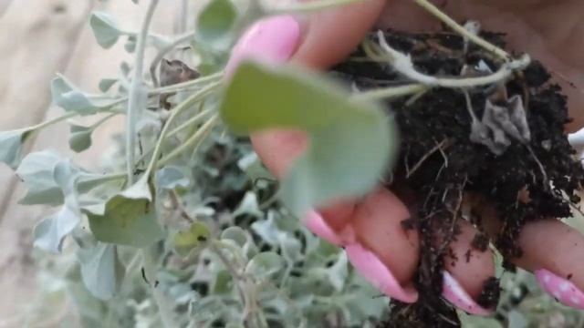 Дихондра. Уход и размножение смотреть онлайн