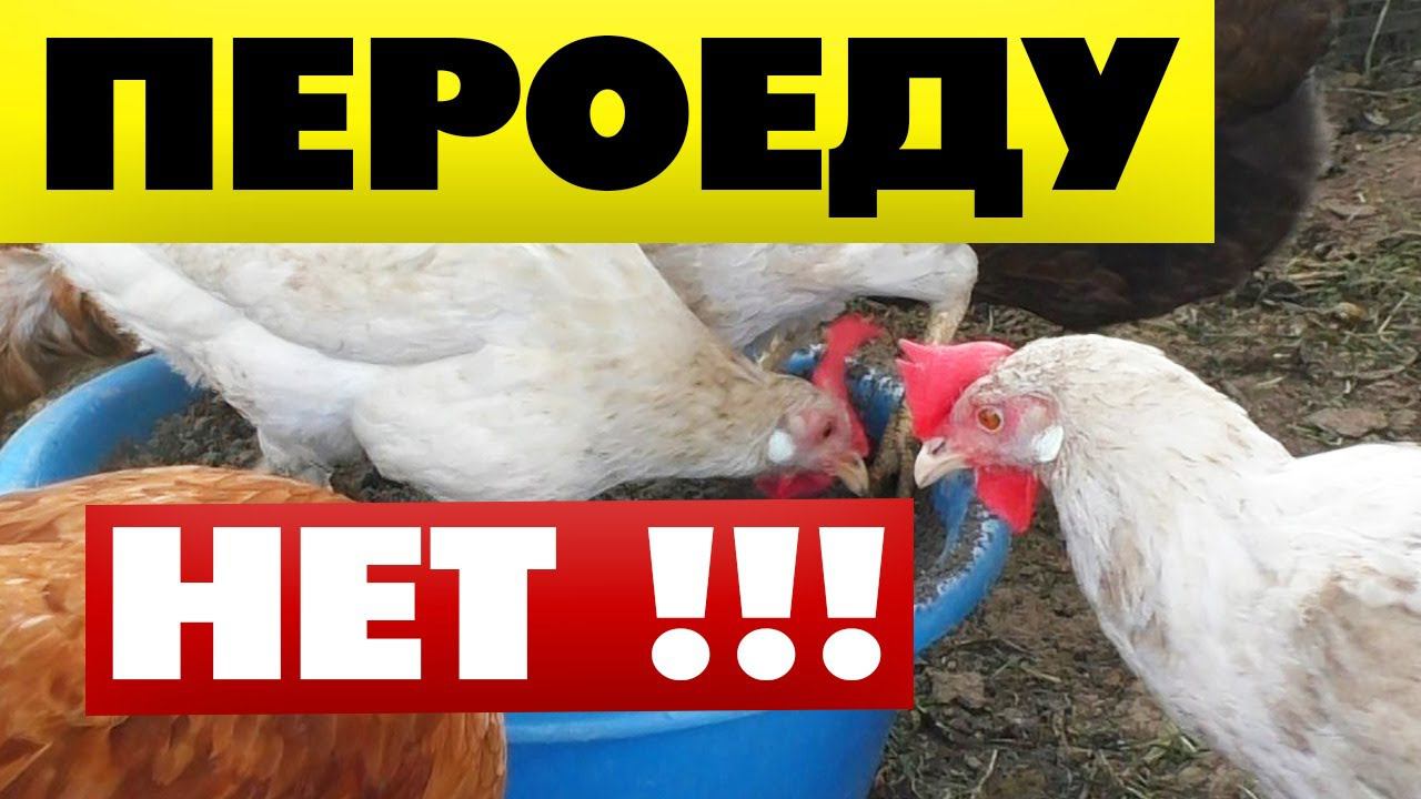 Куры чешутся что делать? Сделайте такую ванну от пероеда блох и прочих паразитов смотреть онлайн