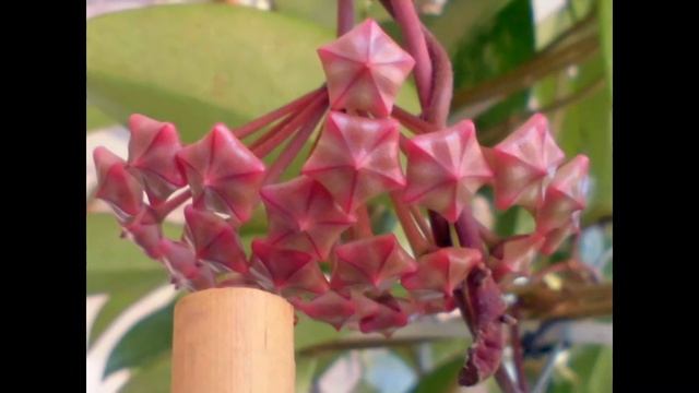 Hoya Pubicalyx silver pink (flores) смотреть онлайн