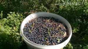 Как собирать чернику? САМЫЙ БЫСТРЫЙ СПОСОБ СБОРА ЧЕРНИКИ. Черника 2020 ЦЕНА РАСТЕТ